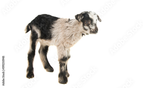 Fototapeta Naklejka Na Ścianę i Meble -  young goats isolated