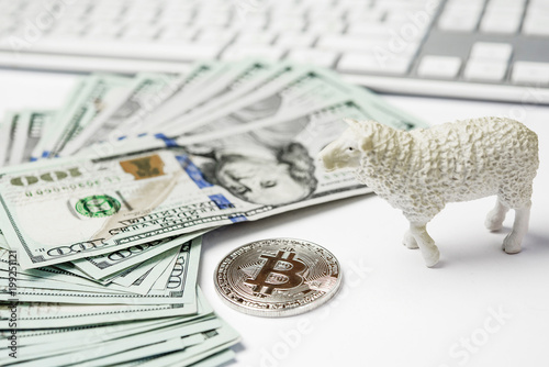 Cash credit for investments in tokens cryptocurrency investing in Bitcoin and crypto economy, herd reflex of sheep concept
