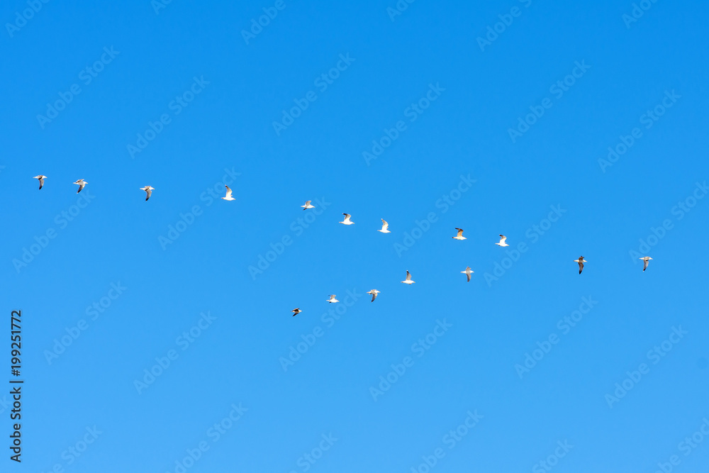 Flock of sea gulls flies in a wedge in the blue sky.