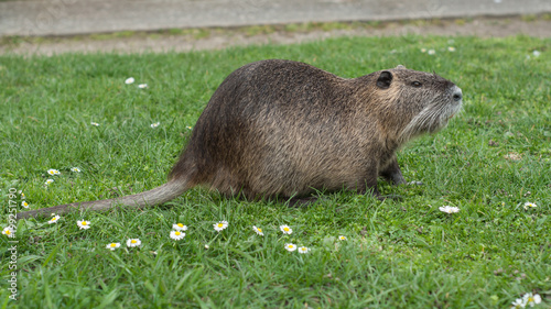 portrait of myocastor in urban park photo