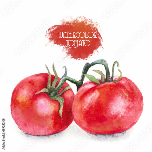 Red ripe tomatoes, watercolor painting. Illustration isolated on white background. Elements of design food products, fresh vegetables, hand-drawn illustrations. Closeup.