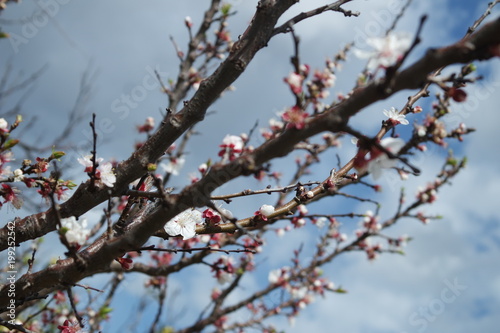 blossom flowers branch