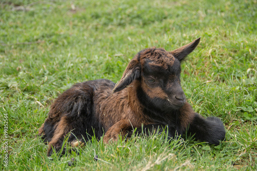 Chevreau © marienavecth