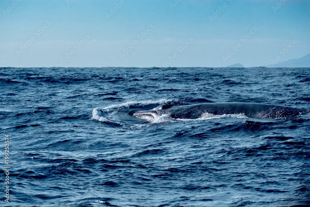A huge fin whale surfacing in the Atlantic Ocean near Pico Island A huge fin whale surfacing in the Atlantic Ocean near Pico Island