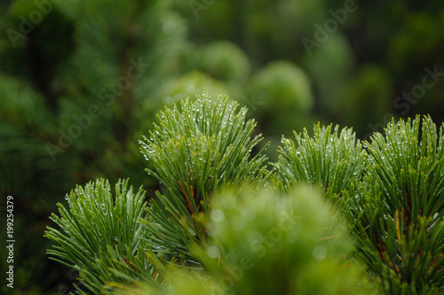 Detail of dew drops on green needles of pine tree