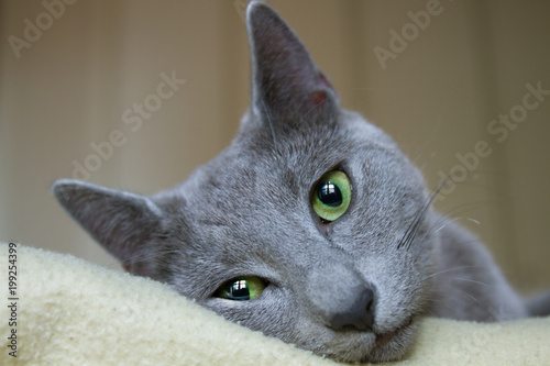 Russian Blue Cat