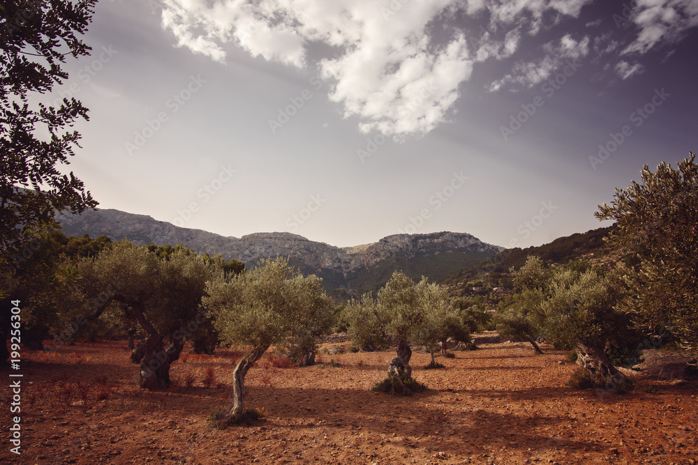 Olive trees forest with red ground in Mallorca