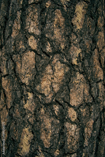 bark skin of a tree texture and background