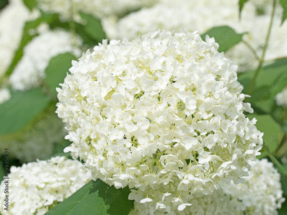 Weiße Hortensien, Hydrangea Weiße Hortensien, Hydrangea