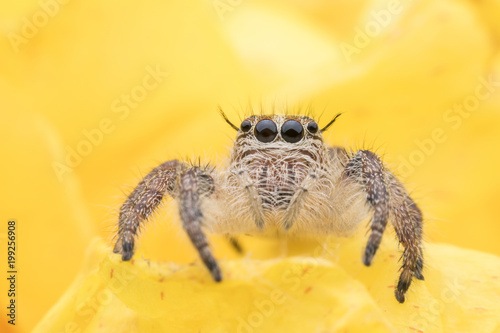 Super macro young female Hyllus diardi or Jumping spider hiding inside yellow flower