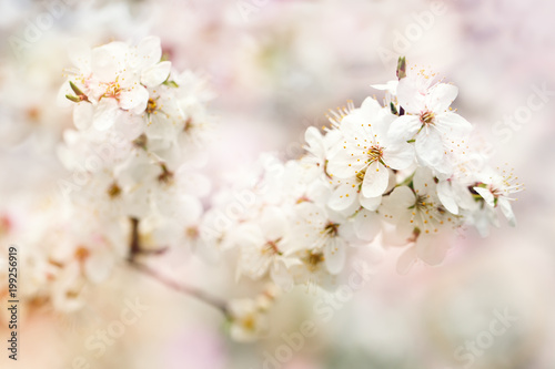 Beautiful blooming Apple trees in the spring garden. Close up. © Anna