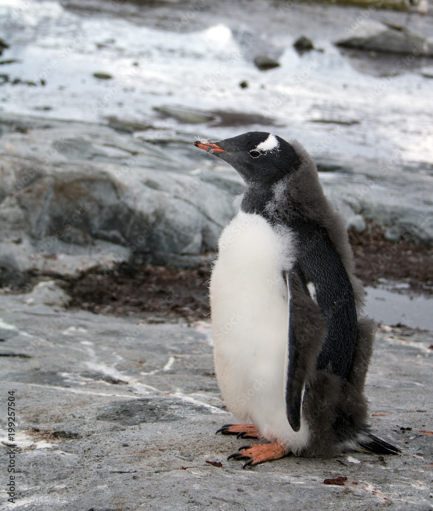 Fototapeta premium Gentoo penguin chick on rocks on Petermann Island, Antarctica. It's down is moulting revealing its sleek feathers underneath
