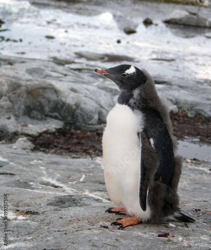 Gentoo penguin chick on rocks on Petermann Island  Antarctica. It s down is moulting revealing its sleek feathers underneath