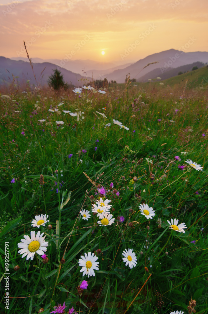 Wild chamomiles on meadow at summer dawn. Wild chamomiles on meadow at summer dawn.
