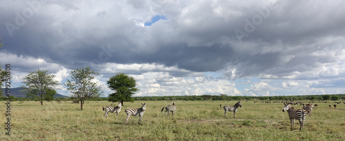 Zebras in der Serengeti, Tansania
