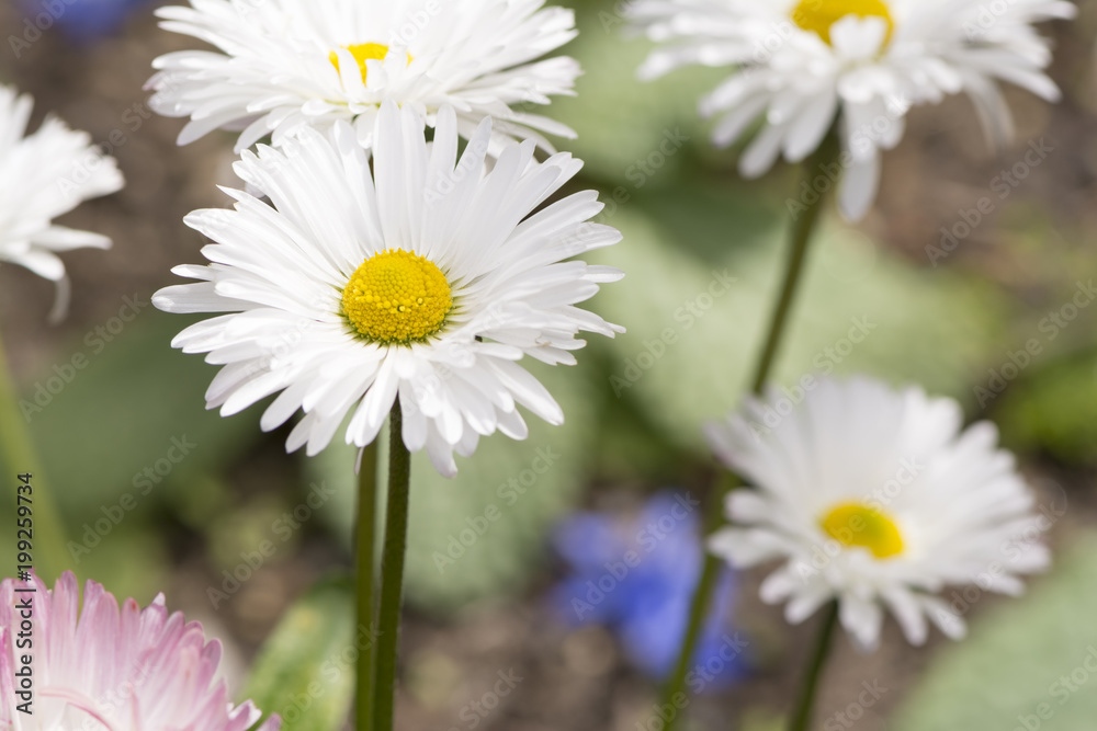 Obraz premium Several Growing White Daisies