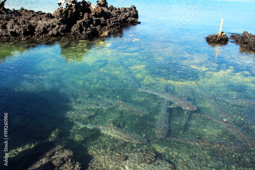 Haie auf den Grund des Pazifischen Ozeans auf den Galapagos Inseln