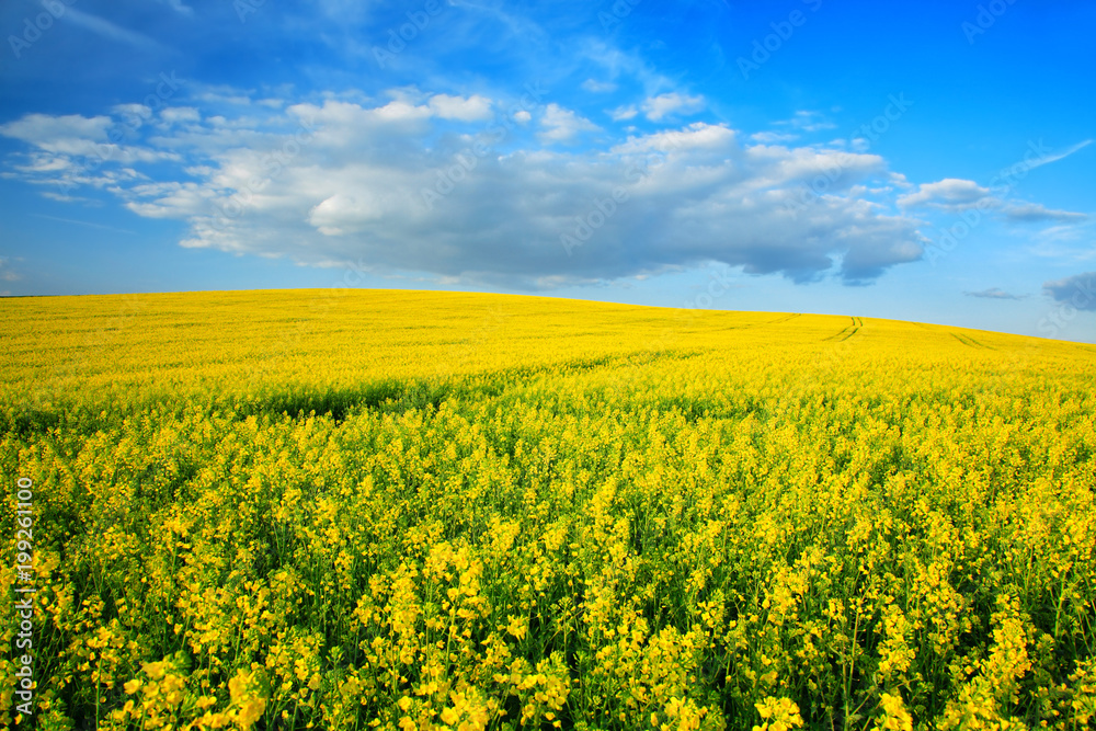 Hill with Field of Rapeseed in Bloom under Blue Sky