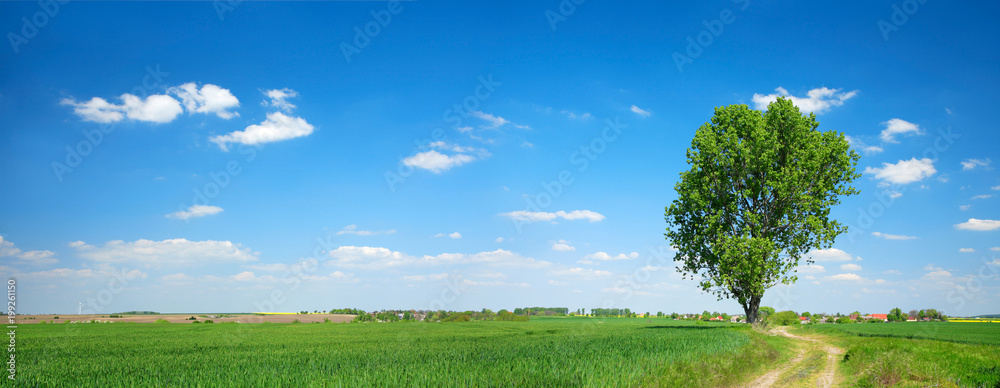 Panoramic Agricultural Landscape of Green Fields with Solitary Tree under Blue Sky in Spring Panoramic Agricultural Landscape of Green Fields with Solitary Tree under Blue Sky in Spring