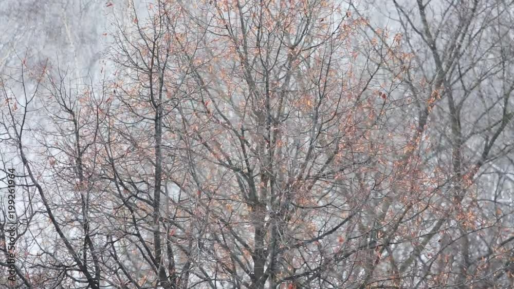 Falling snow with autumn trees background Falling snow with autumn trees background