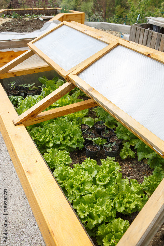 Homemade greenhouse raised garden bed with young lettuce and other vegetables being grown. Modern gardening, winter production, organic gardening, homegrown produce concept.