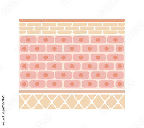 Layer of human skin illustration ( no text)