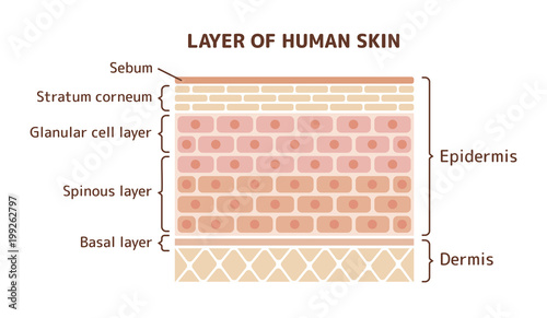 Layer of human skin illustration photo