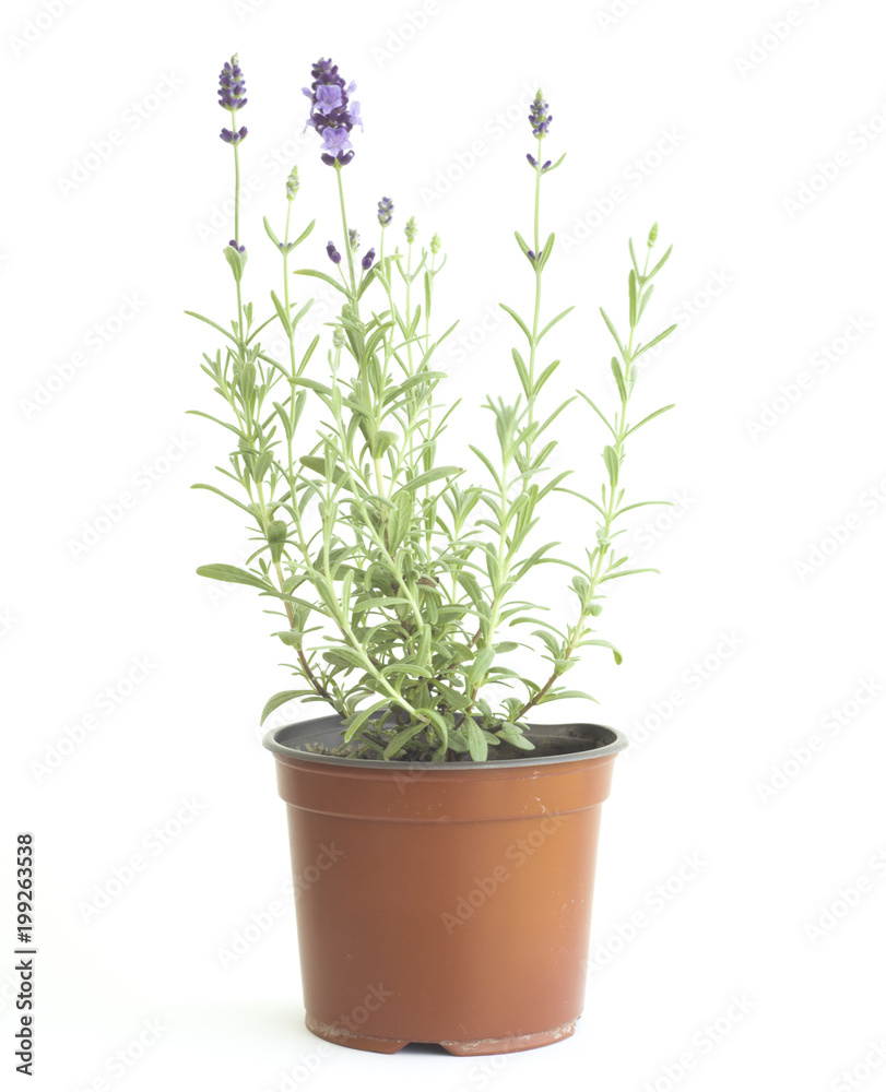 Blooming lavender in the brown pot at Provence interior.