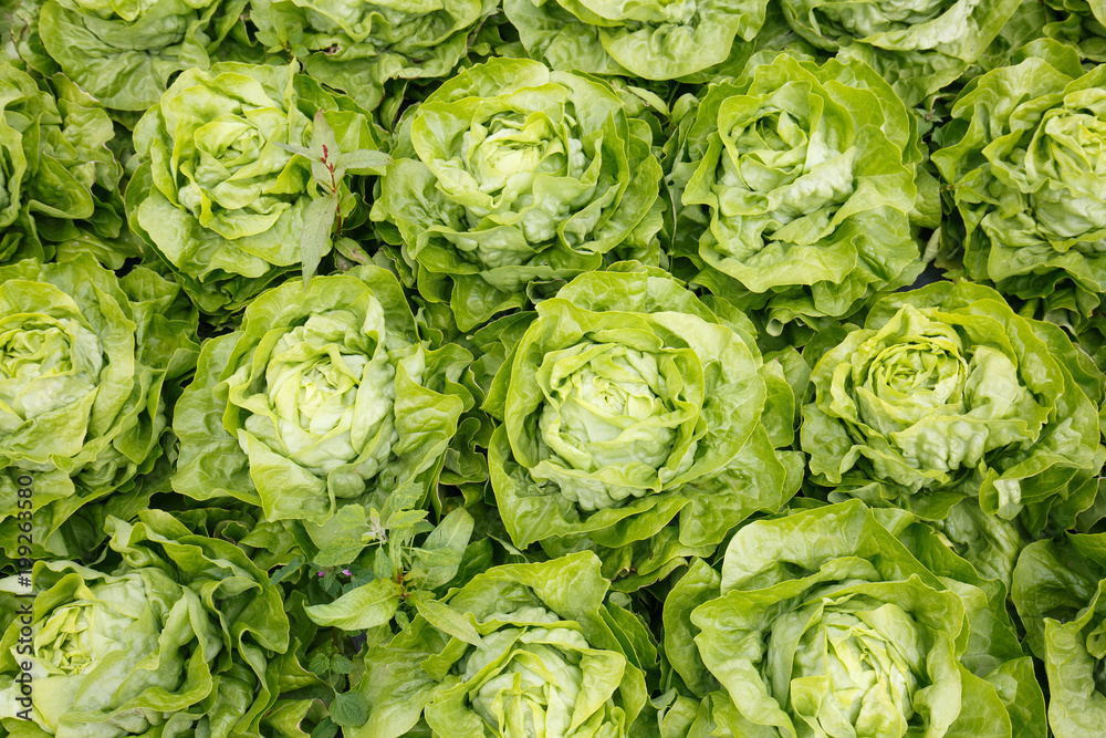 Fototapeta premium Picture perfect field filled with lettuce heads. Agriculture industry, fresh produce, mass production and commercial trade concept and textured background. 