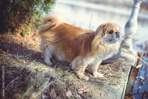 Pekingese breed, dog at walk. Life of pet go outside, sunny outside. Best friend ever  © T.Den_Team