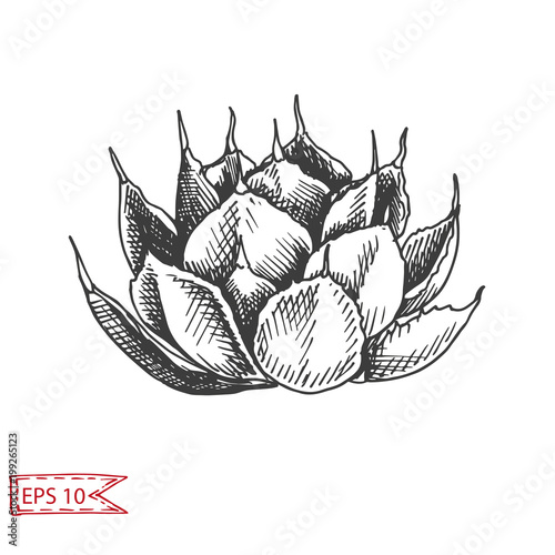 Vector illustration sketch - card with succulent flowers.