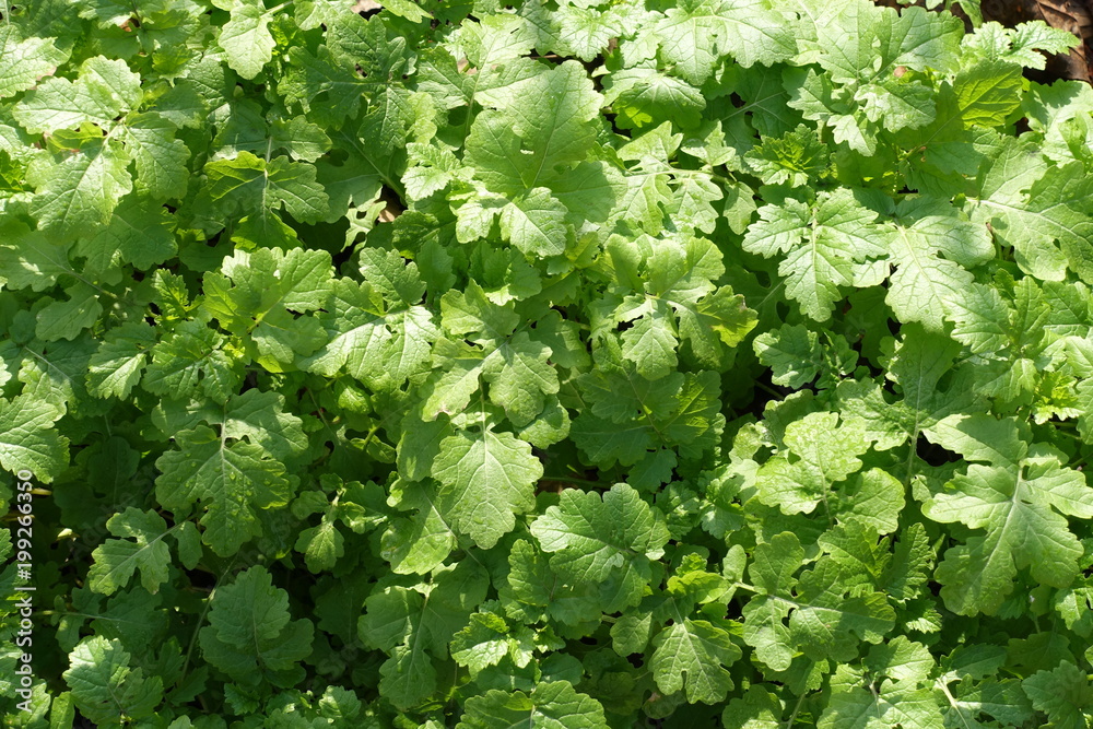 Fototapeta premium Close up of fresh lush green leaves