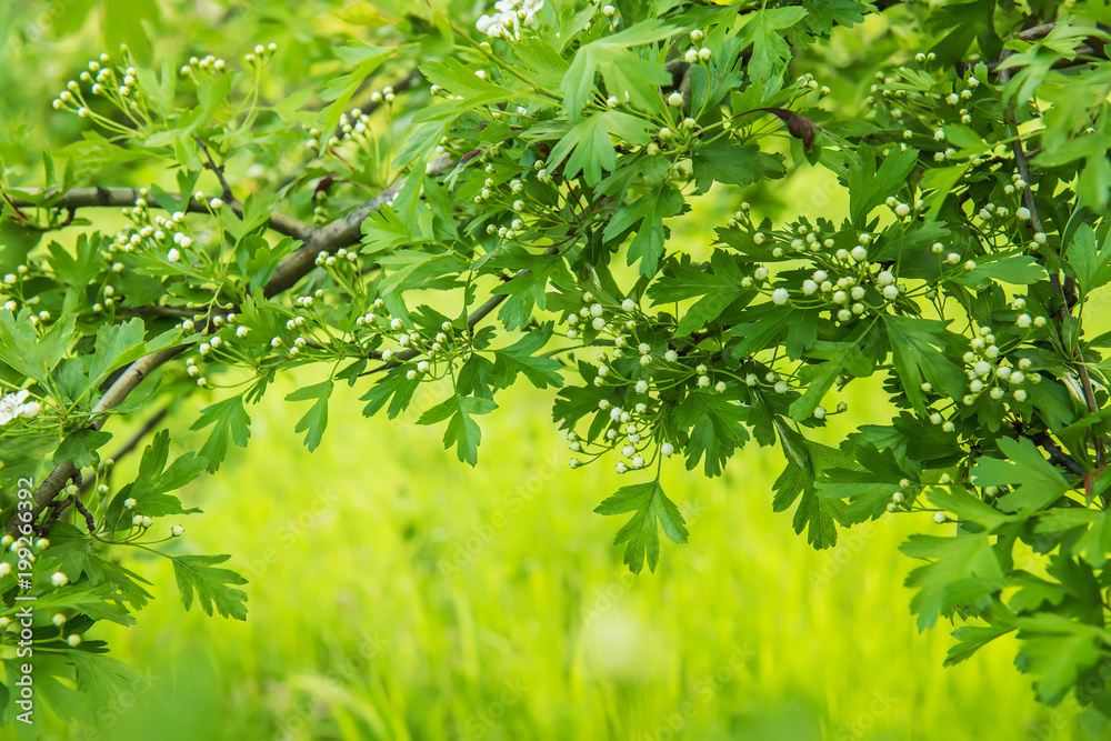 Branches of a burding bush of hawthorn. Fine delicate buds on lush branches. natural garden background.
Branches of a burding bush of hawthorn. Fine delicate buds on lush branches. natural garden background.