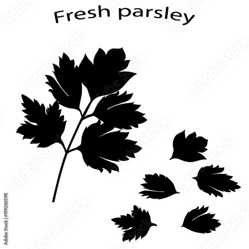 Black icon of parsley close-up. Fresh green parsley. Black silhouette of green vegetables. Vector illustration.