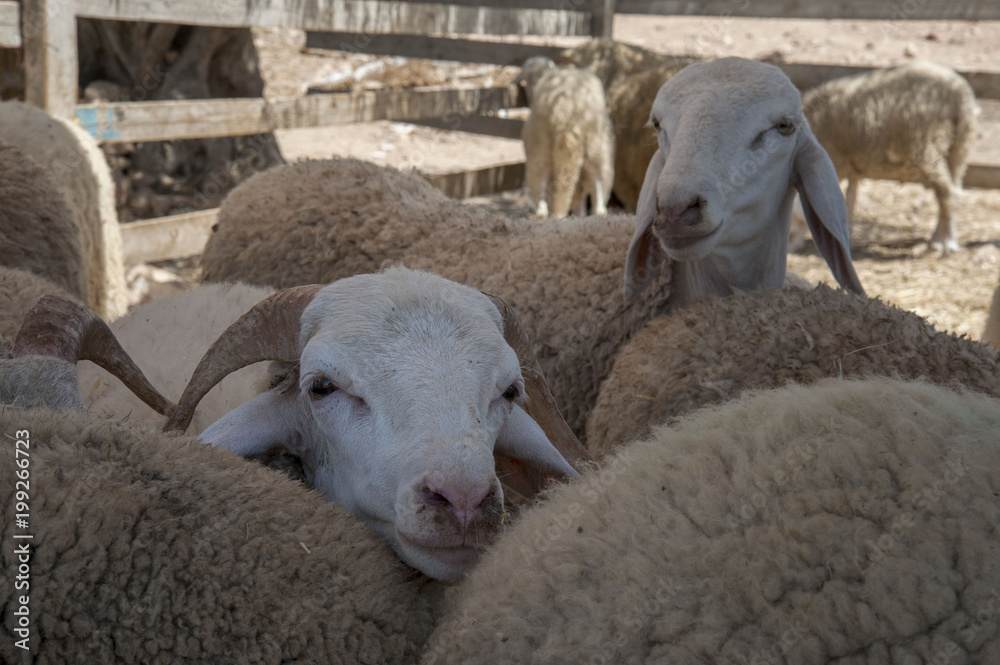 Fototapeta premium sheep twins