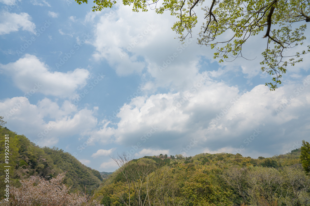 Obraz premium 木々と晴天の空