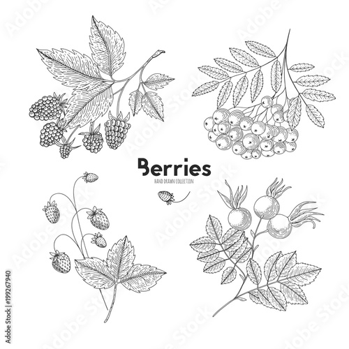 Vector hand drawn set of berries. Rowan, raspberry, rosehip, wild strawberry. Engraved style vector illustration. Use for restaurant, menu, smoothie bowl, market, cafe, recipes, package design.