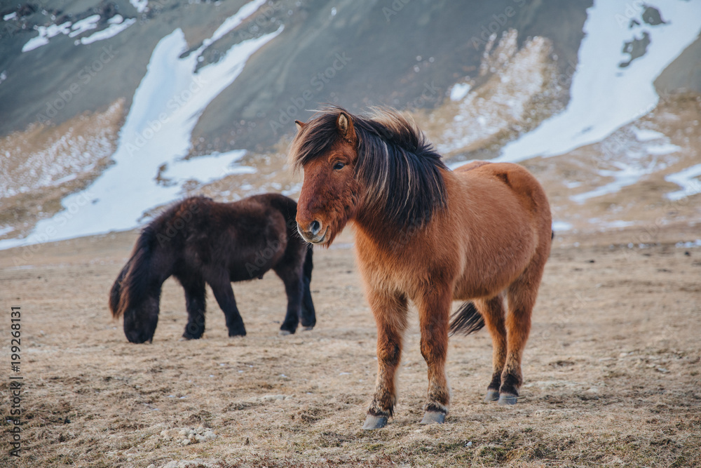 beautiful black and brown icelandic horses grazing on pasture with snow, snaefellsnes, iceland