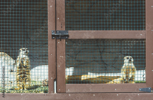 Cute lories in cage photo