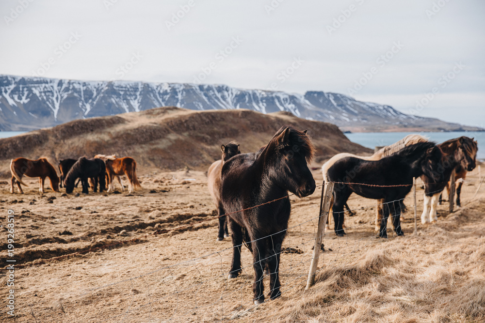 beautiful icelandic horses near fence and dry grass on hills in iceland, hvalfjardarvegur