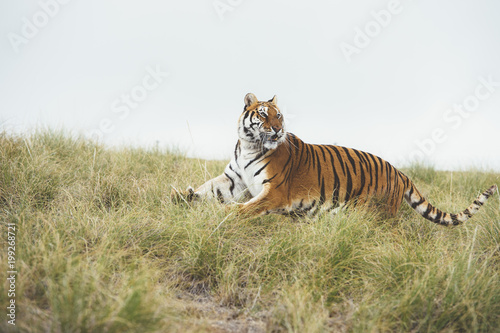 Tiger in green grass photo