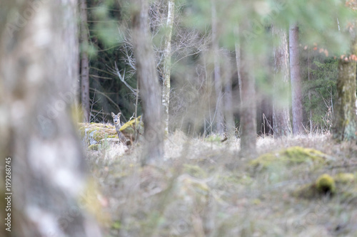 Reh im Wald