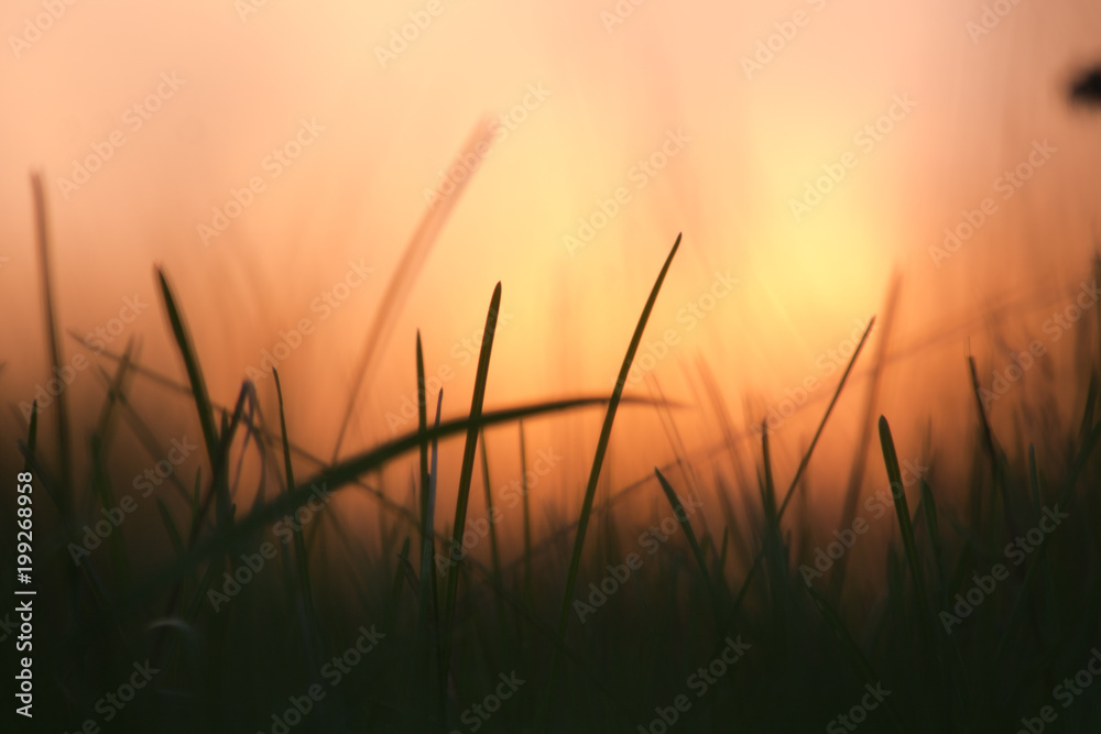 flower plant on summer morning sunrise
