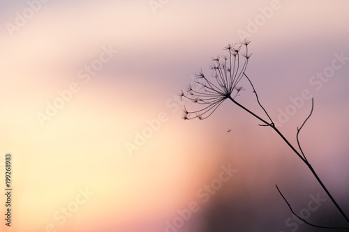 Nature. Meadow plant flower at sunset