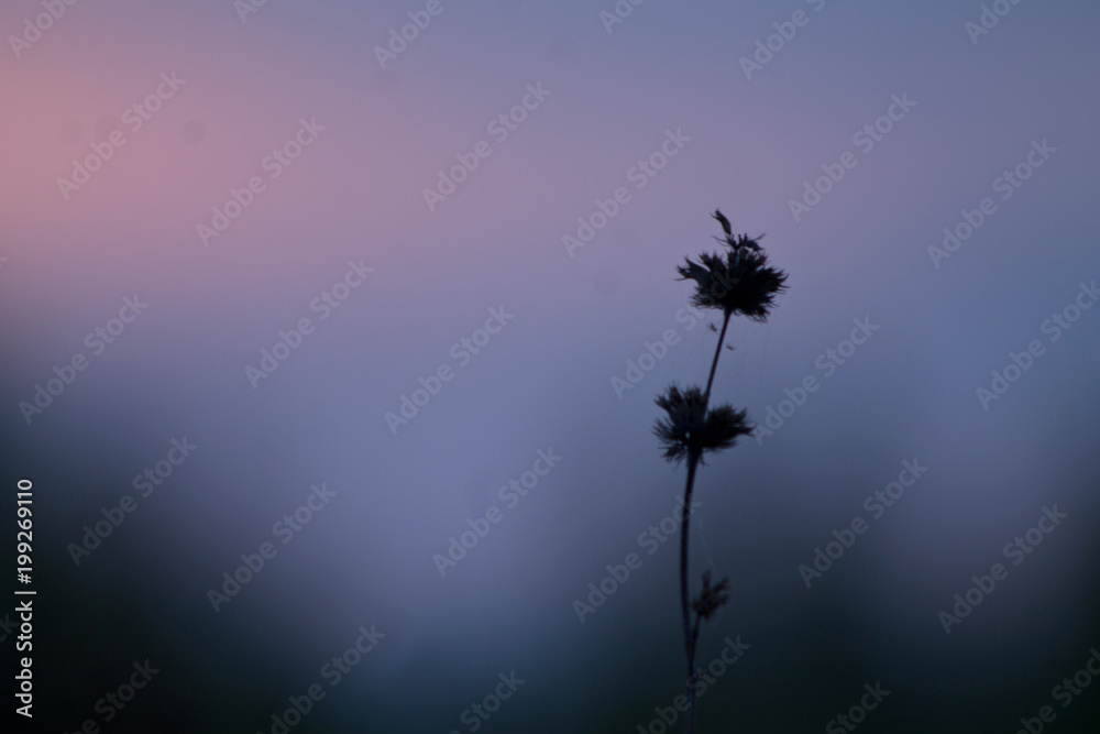 Plants on beautiful pink sunrise background. Nature