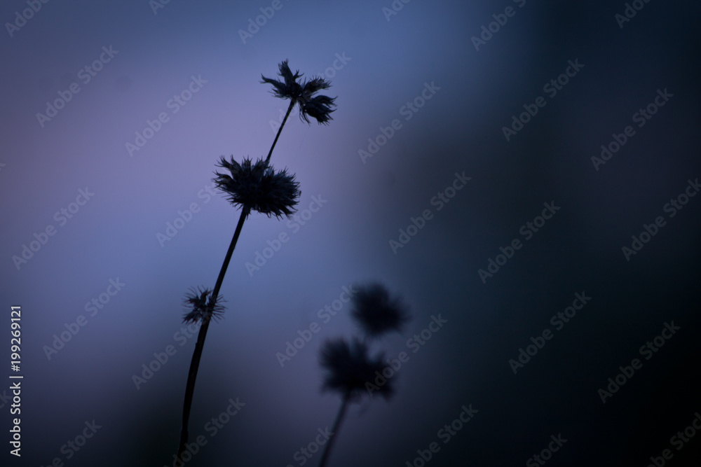Nature. Meadow plants in dark