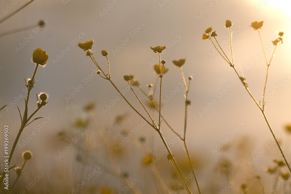summer beautiful flowers on sunrise. Spring nature