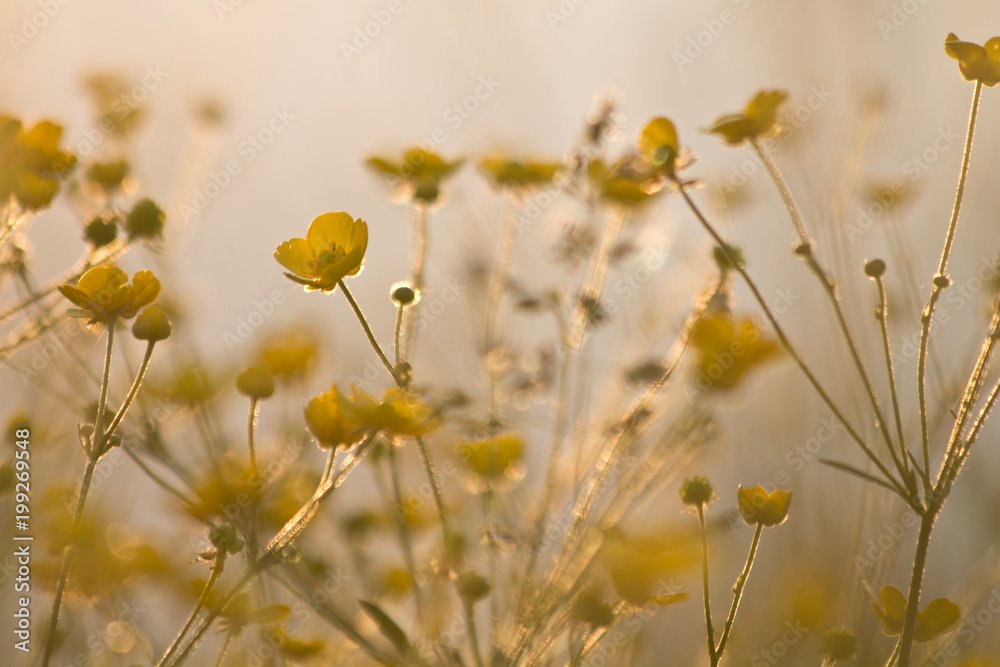 Spring nature outdoor. Meadow flowers