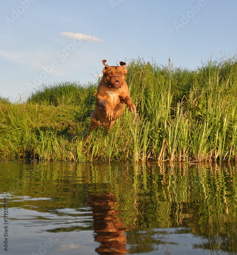 прыжки в воду