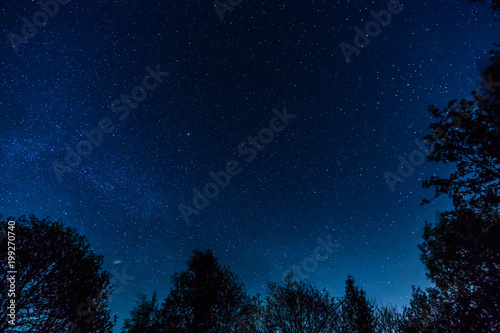 Silhouette of trees against the backdrop of night sky milkyway